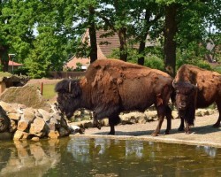 Dierentuin Nordhorn