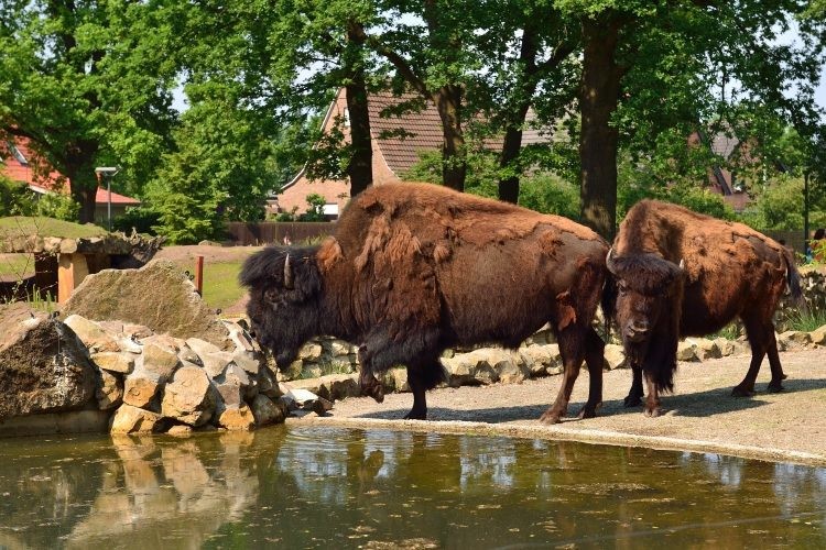 Dierentuin Nordhorn